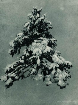 Pine in the snow