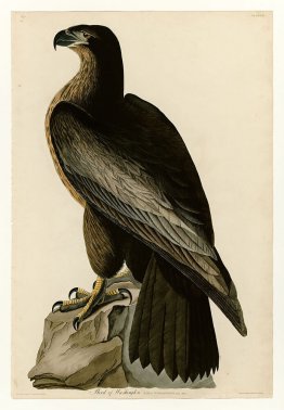 Plate 11. Bird of Washington