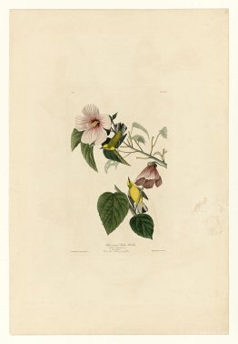 Plate 20. Blue-winged Yellow Warbler