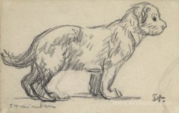 Study of a puppy