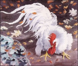 Leghorn Cockerel