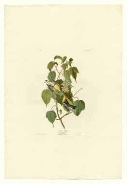 Plate 134 Hemlock Warbler