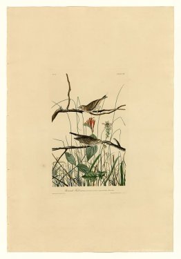 Plate 109 Savannah Finch