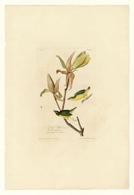 Plate 38. Kentucky Warbler