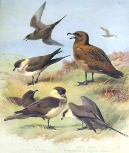 Richardson's Skua, Great Skua, Pomarine Skua