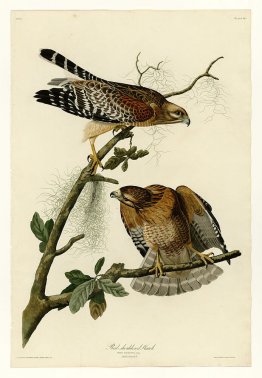 Plate 56. Red-shouldered Hawk