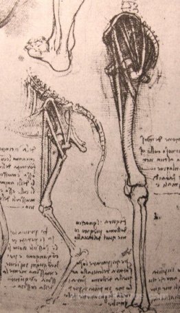 Drawing of the comparative anatomy of the legs of a man and a do