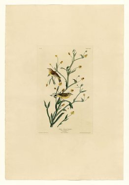 Plate 145 Yellow Red-poll Warbler