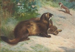 European polecat defending a rabbit carcass from a least weasel