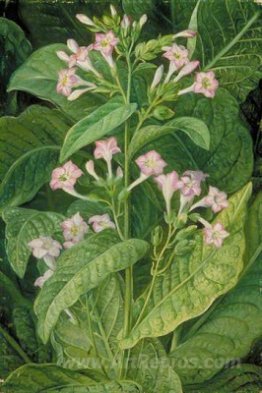 Common Tobacco