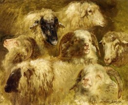 Heads of Ewes and Rams