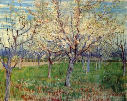 Orchard with Blossoming Apricot Trees