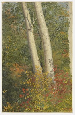 Birch Trees in Autumn