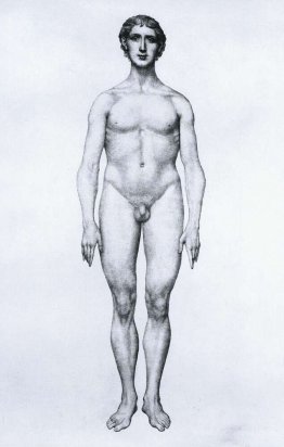 Study of the Human Figure, Anterior View, from 'A Comparative An