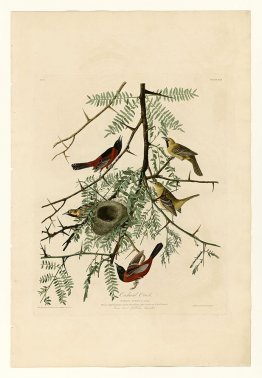 Plate 42. Orchard Oriole