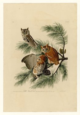 Plate 97 Little Screech Owl