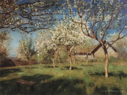 Apple trees in blossom