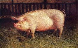 Portrait of Pig