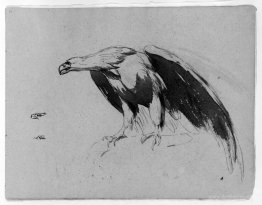 Eagle (from Sketchbook)