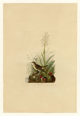 Plate 164 Tawny Thrush