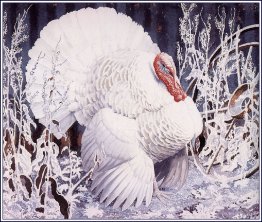 White Turkey