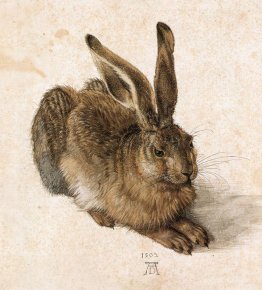 A Young Hare 