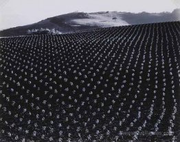 Tomato Field