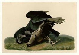 Plate 106 Black Vulture or Carrion Crow