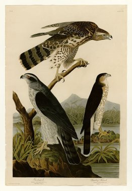 Plate 141 I. Goshawk - 2. Stanley Hawk