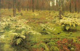 Ferns in a forest