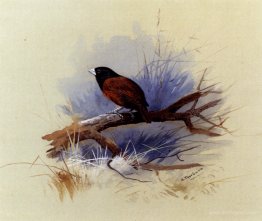 A Nepalese black headed nun in the branch of a tree