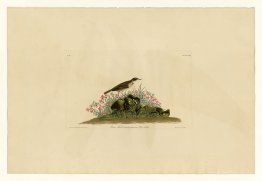 Plate 80 Prairie Titlark