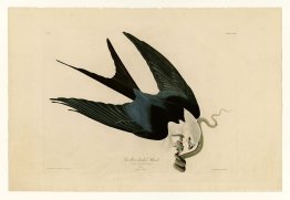 Plate 72 Swallow-tailed Hawk