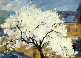 Apricot tree in blossom