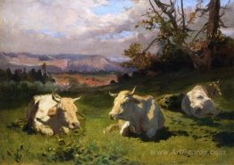 Cows Resting