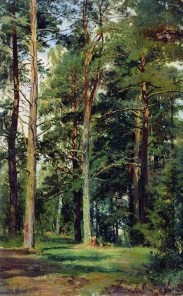 Meadow with pine trees