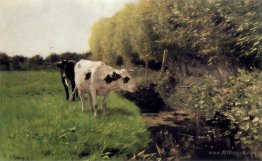 Cows by a ditch