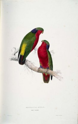 Psittacula kuhlii (Kuhl's Lorikeets)