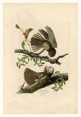 Plate 52. Chuck-will's Widow