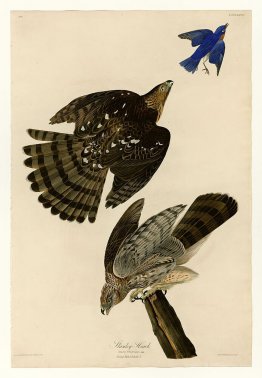 Plate 36. Stanley Hawk