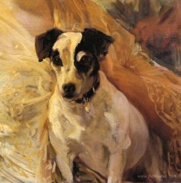 Portrait of a Jack Russell