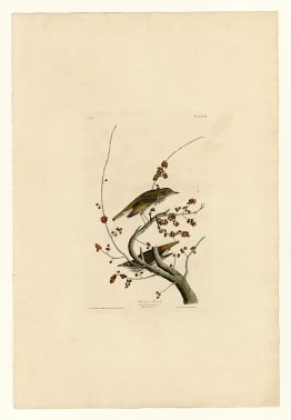 Plate 58.Hermit Thrush