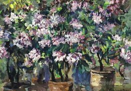 Lilacs